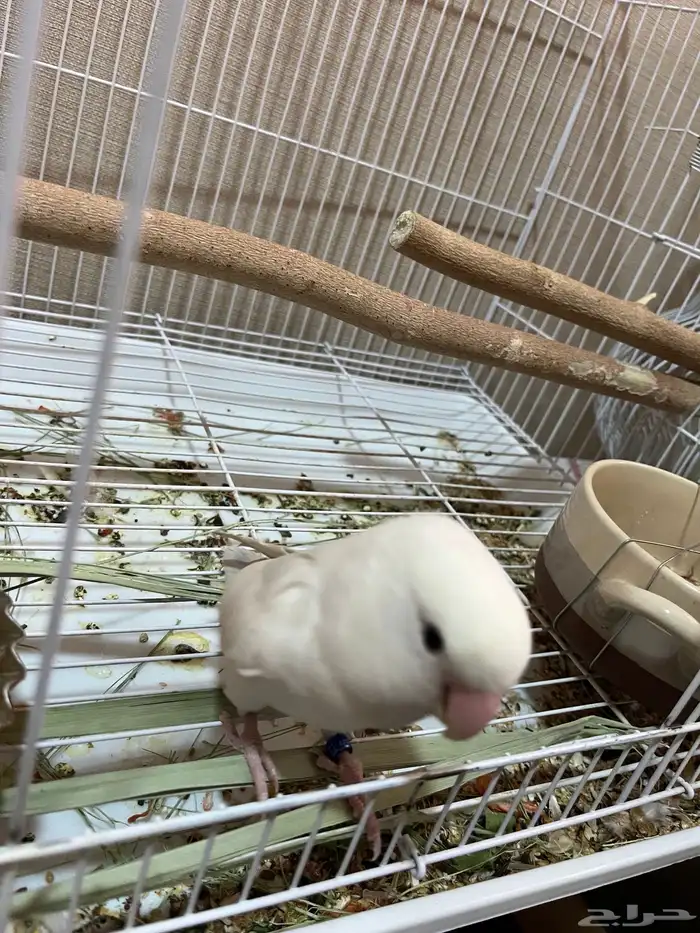 انثى روز البينو جاهزة للانتاج 0