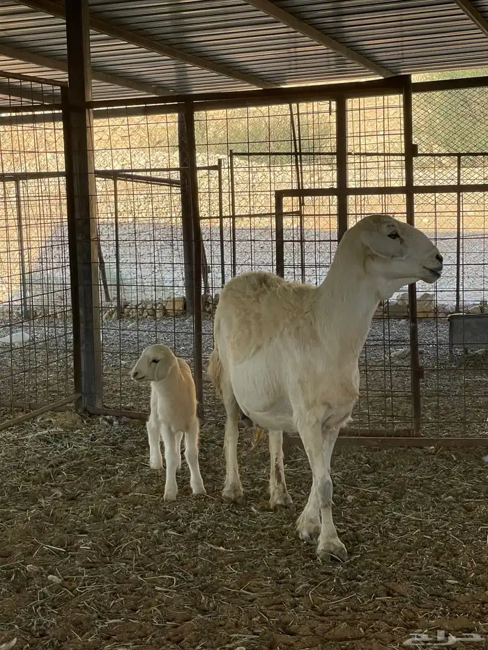 حرية متبع طيبة وحرية رباع دافع 4 شهور 1