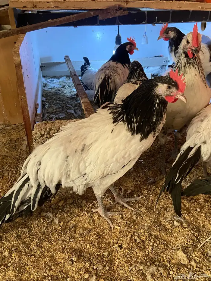 دواجن كلها ديوك زينه لافندر 12