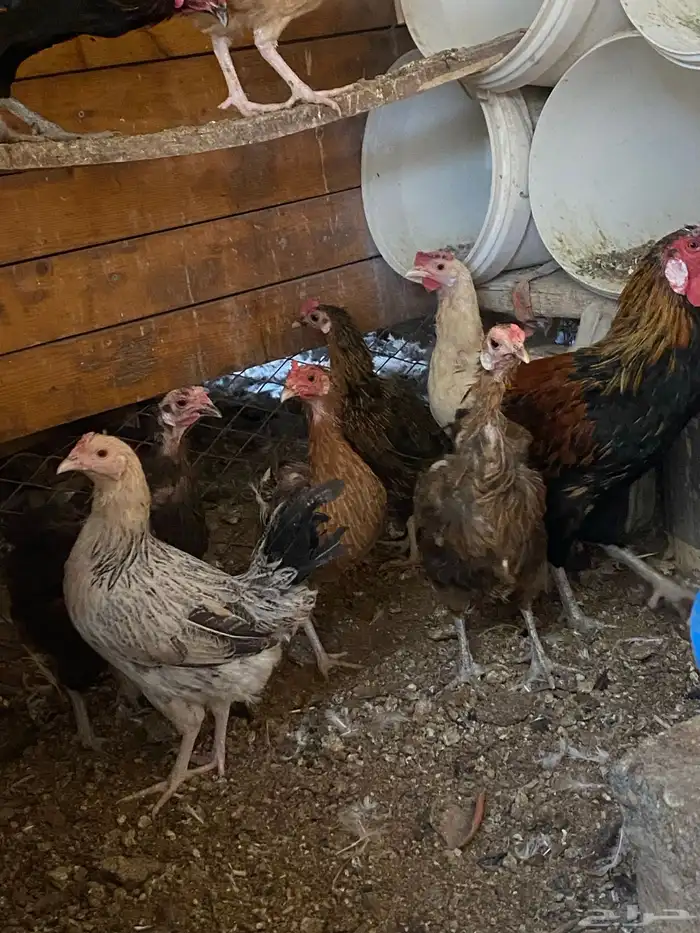 دجاج بلدي بياض 6