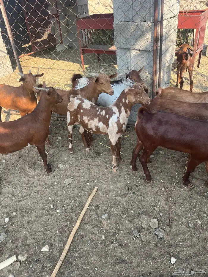 تيوس العدد 14 الحد من. 1100 14