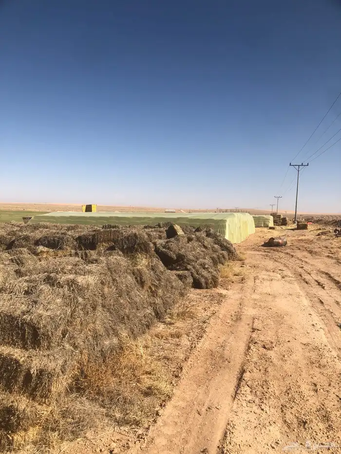 علف بلوبنك صافي حويل 8