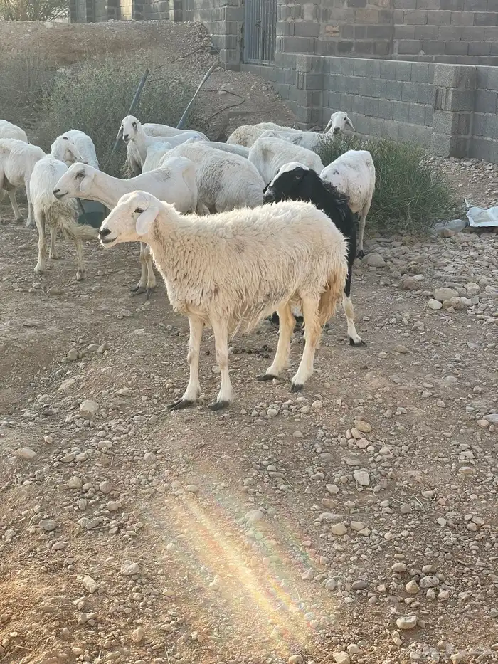 حرية متبع طيبة وحرية رباع دافع 4 شهور 4