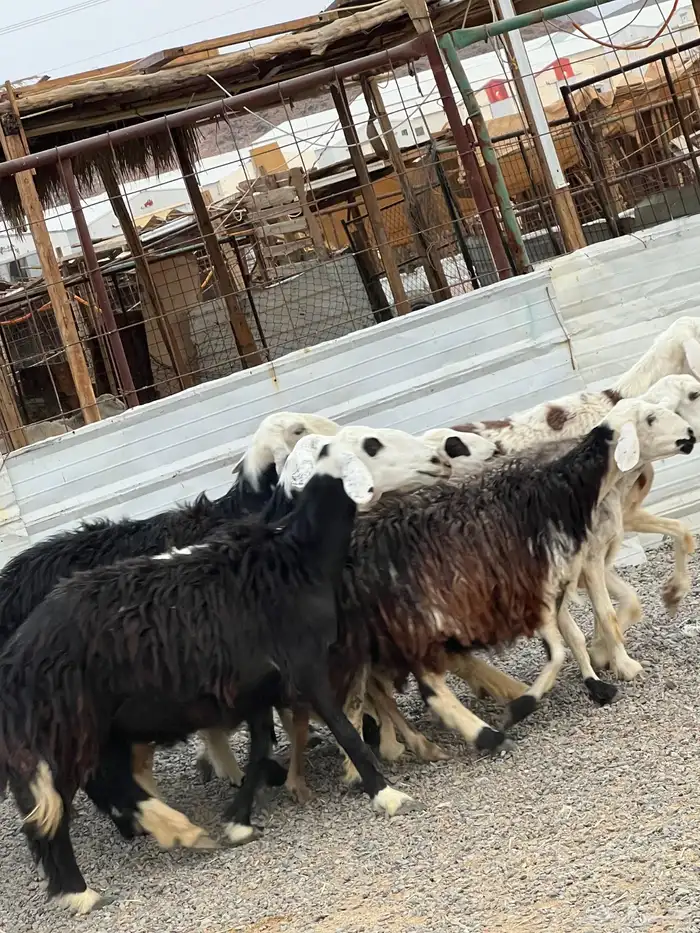 ضان حجريات صنف 11