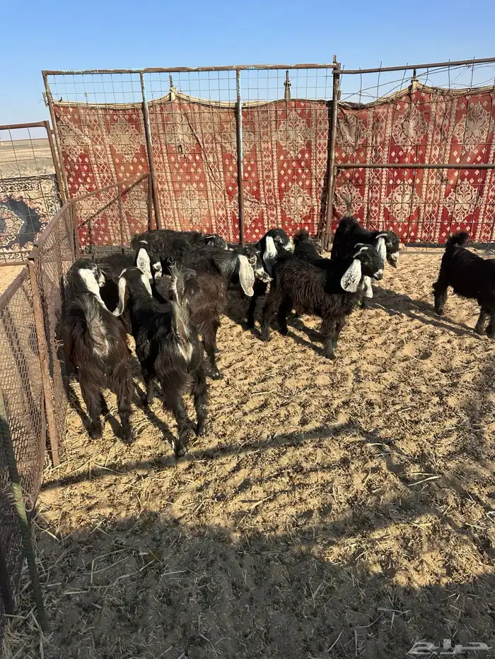 جفرات عوارض 8