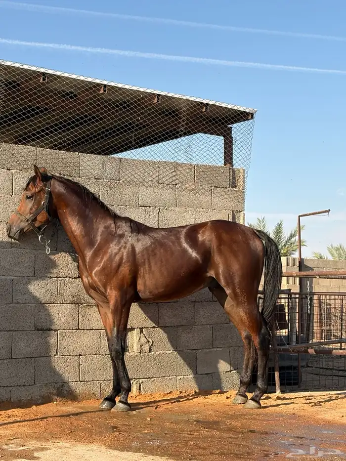 حصان شعبي رفيع وسبوق 0