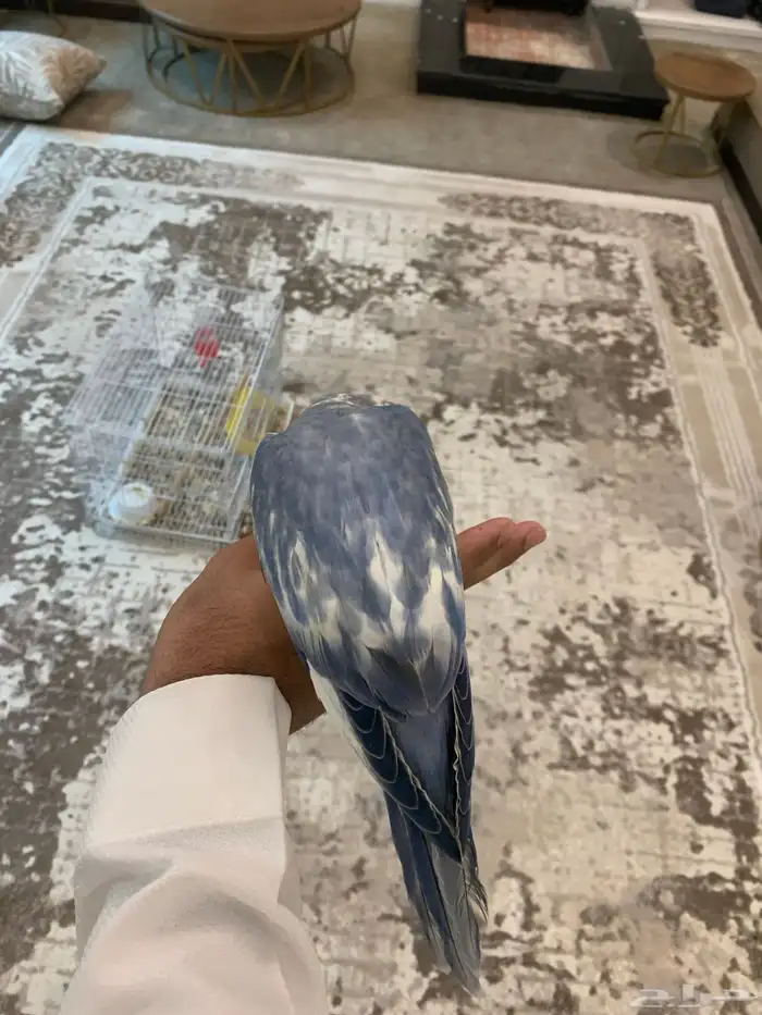 دره هولندي ابرق. تم البيع 2