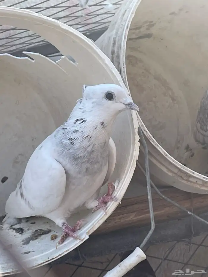 سلام عليكم ورحمة الله وبركاته حمام للبيع 5