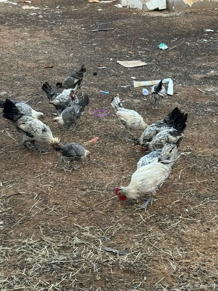 دجاج فيومي 0