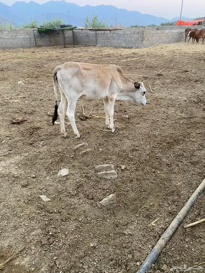 حسيل اناث من بقري 2