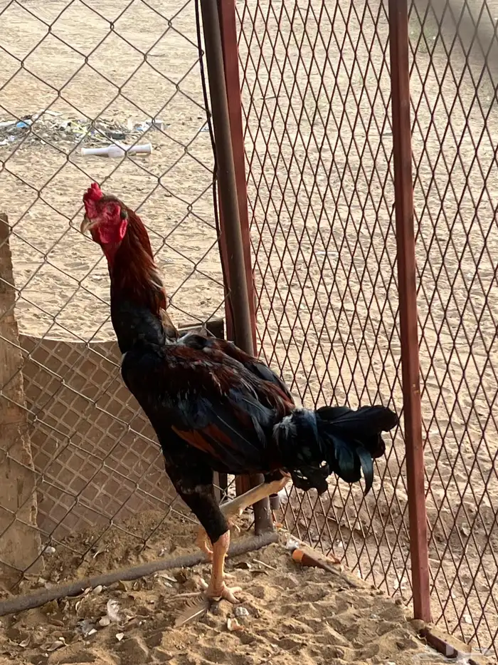 ديوك الموقع المظيلف 3