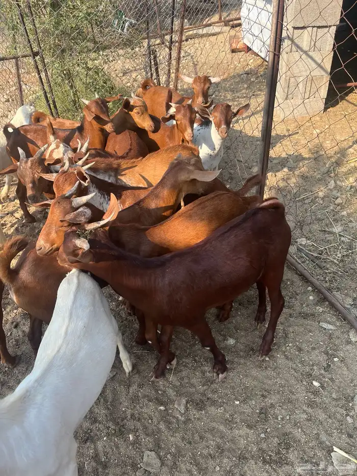 تيوس العدد 14 الحد من. 1100 0