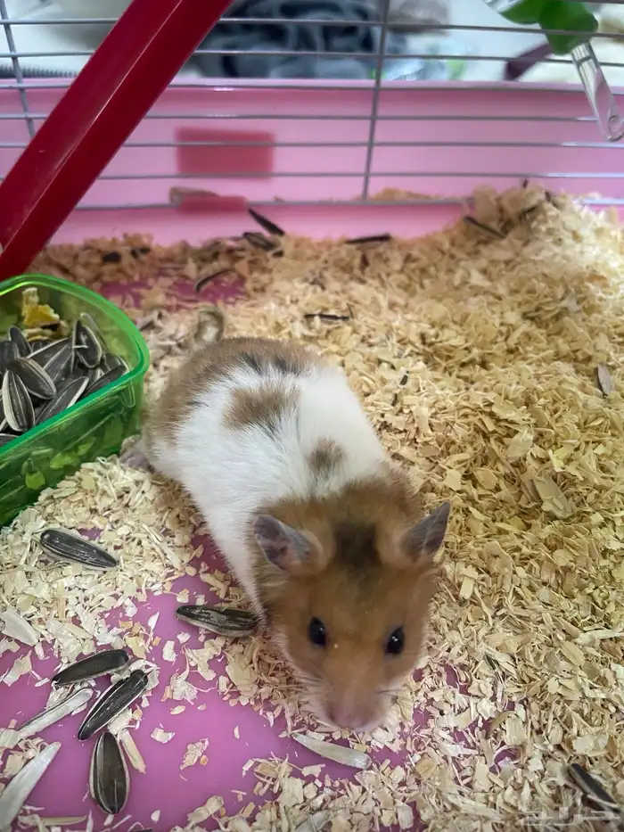 هامستر مع اغراضه كامله 0