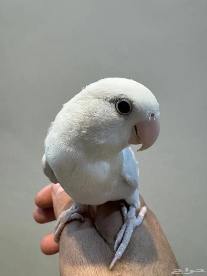 فروخ روز أليفه 4