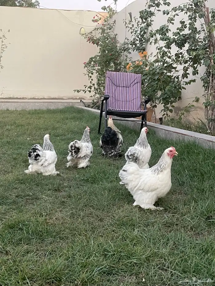 بيض دجاج زينة مخصب بإذن الله 13