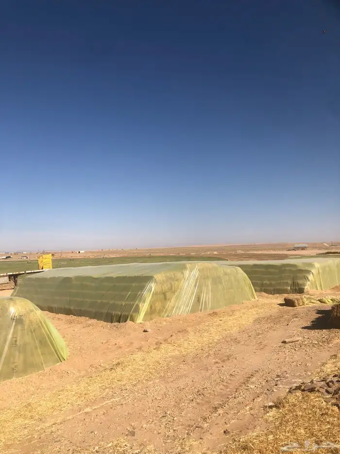 للبيع علف بلوبنك طيب من القصيم 7