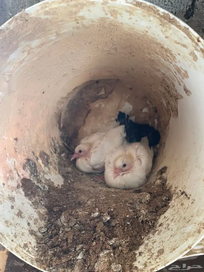 حمام للبيع خوارج (املج ) 8