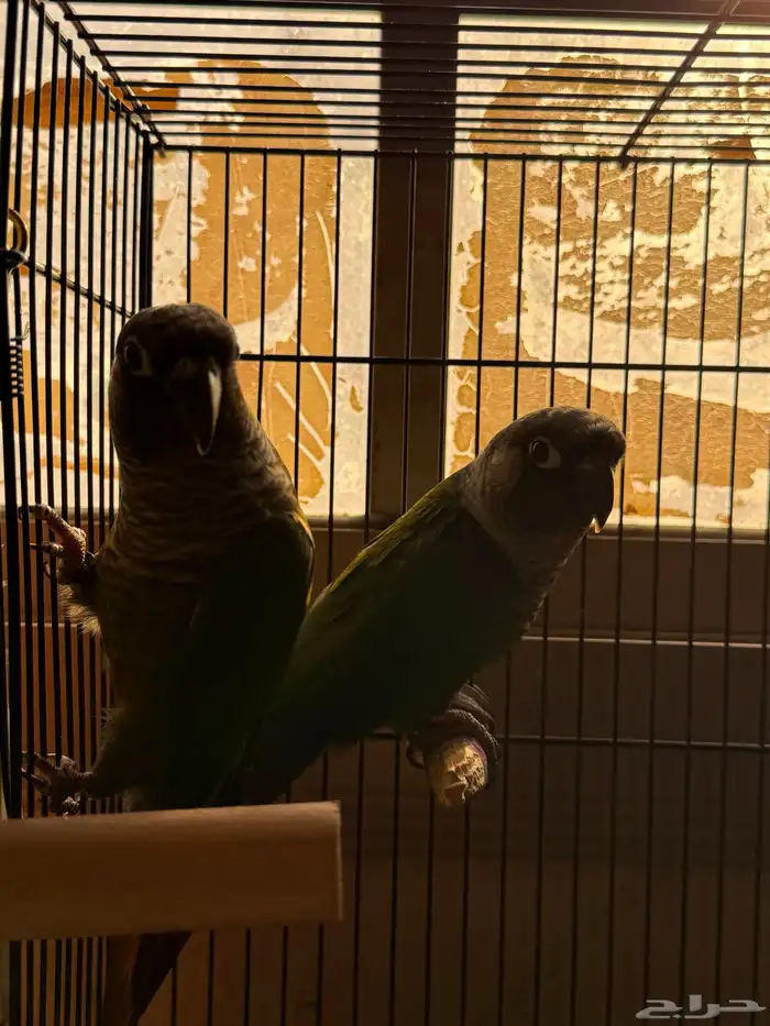 جوز كنيور قرين شيك 2