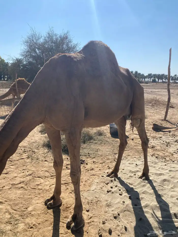 خلفه حمراء ساحليه 2