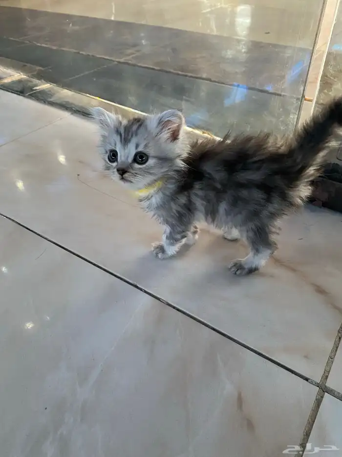 قطط شيرازيه 1