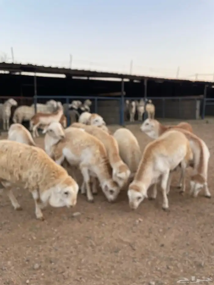 طليان ذبايح حريات سواكن ورفيديات كاش او اقساد 2