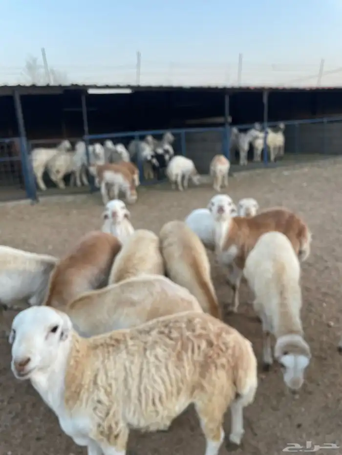 طليان ذبايح حريات سواكن ورفيديات كاش او اقساد 4