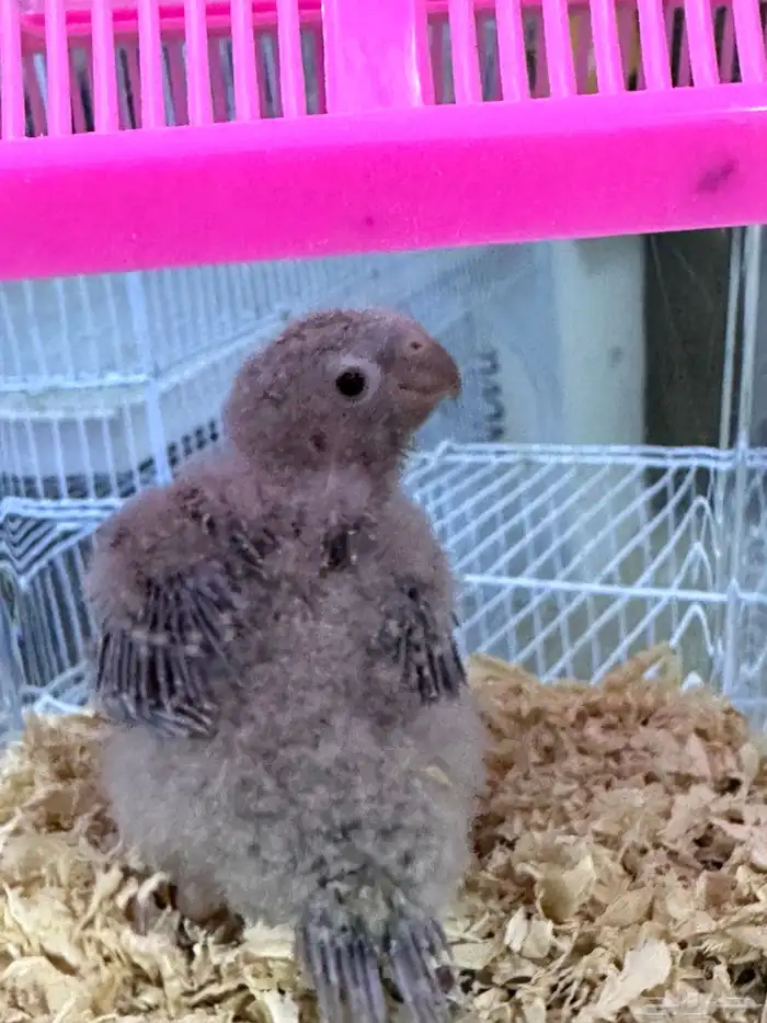 فرخ كنيور أناناس 0