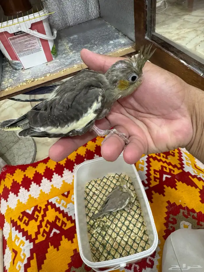 فروخ كروان 1