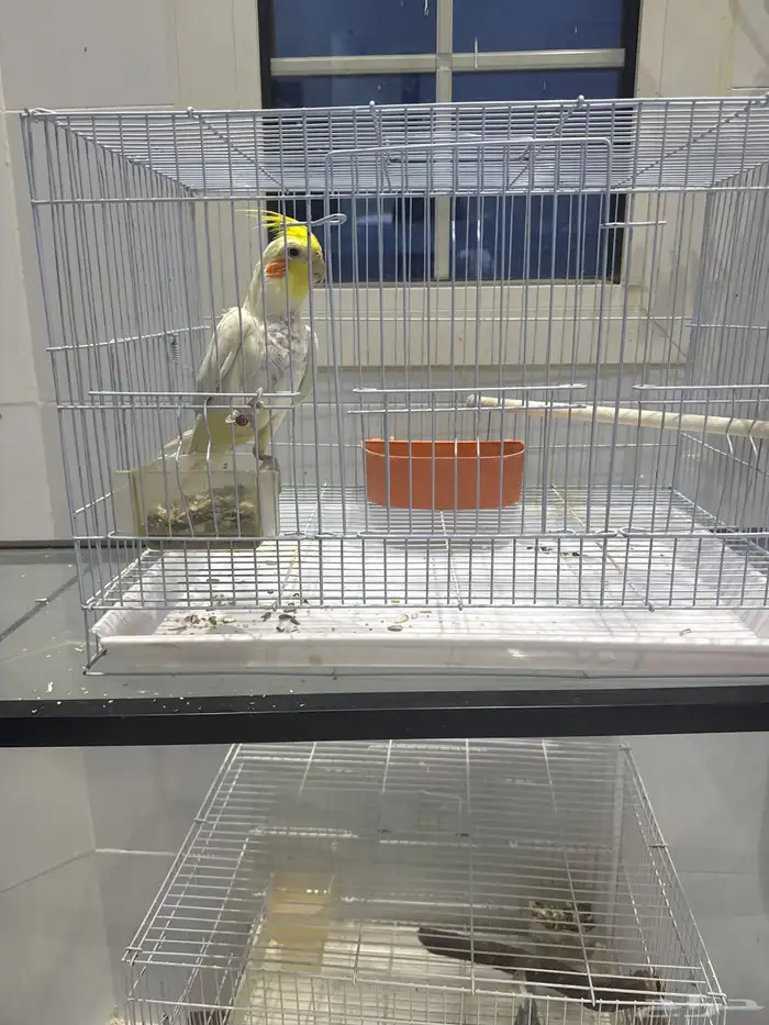 طيور كيروان ( كوكتيل ) 0