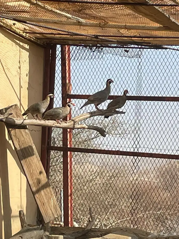 حجل عربي قهد 0