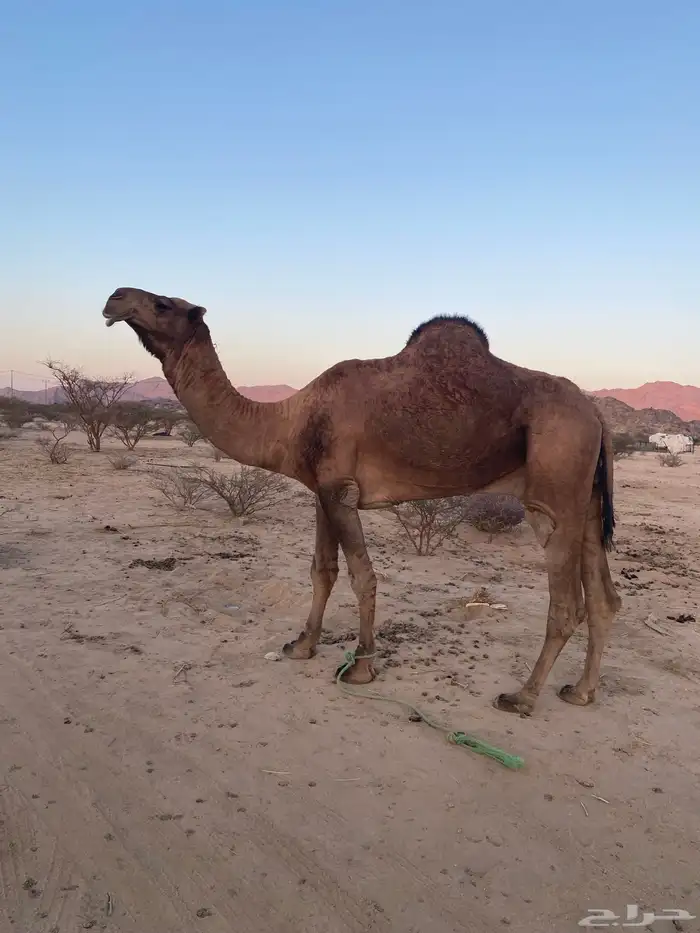 بعير ساحلي للبيع 0