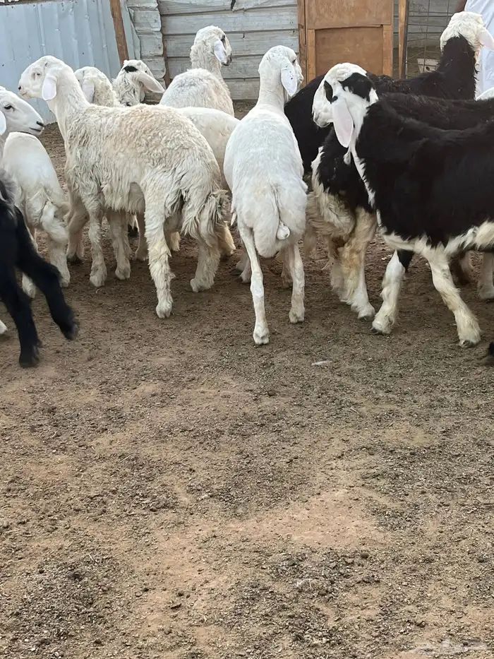 ذبايح خرفان حريات جبره 4