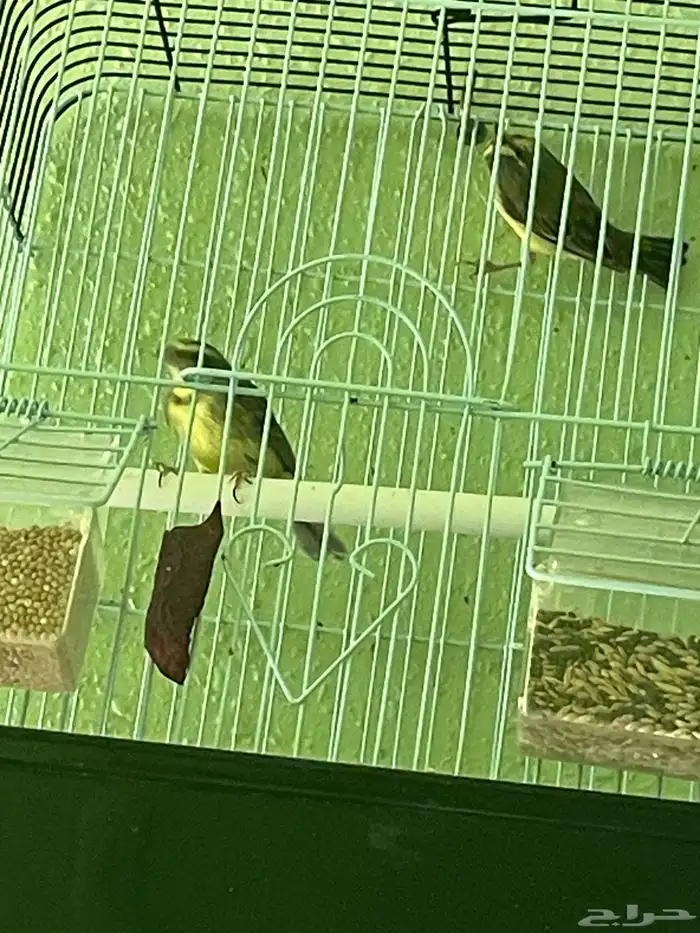 للبيع جوز ياسمين خضر حجم ونظافة والذكر تغريد 3