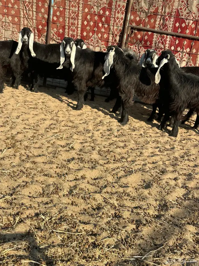 جفرات عوارض 1