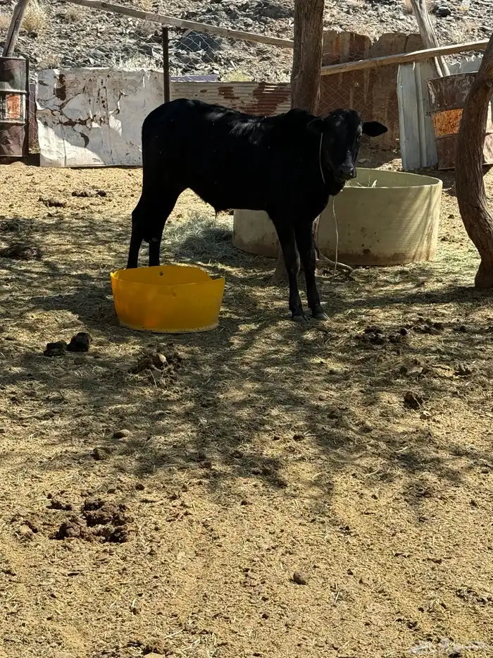 حسلان للبيع 2