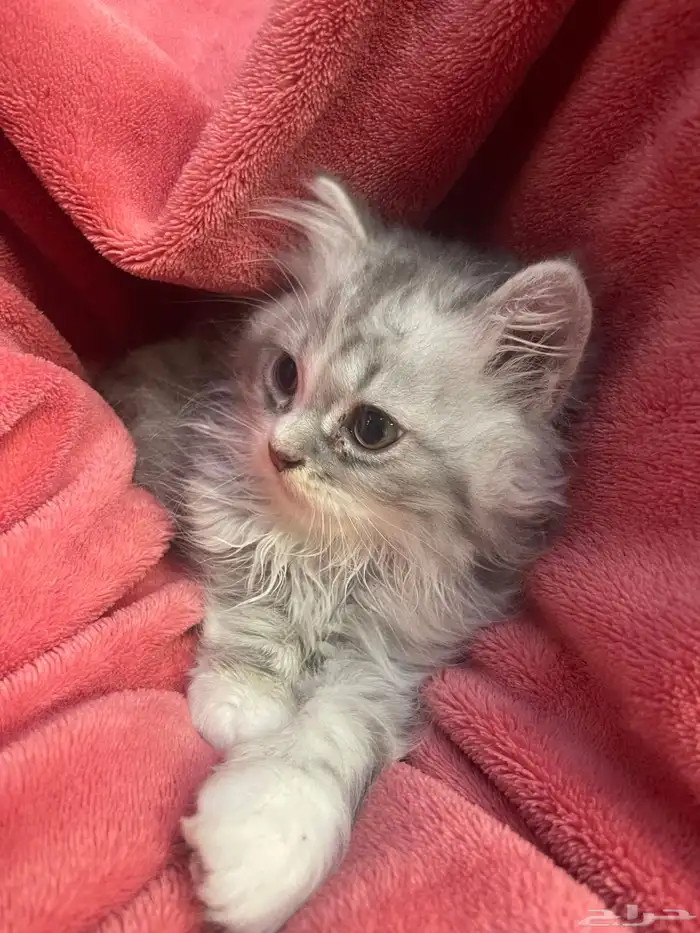 قطط للتبني 0