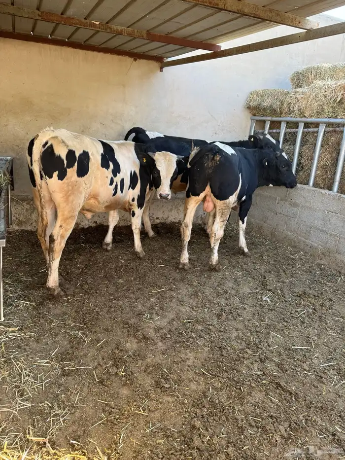 عجول ثيران هولندية بلدية للبيع 0