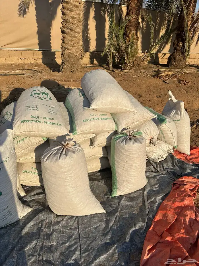 علف تمر ناشف خراف هذه السنه 3