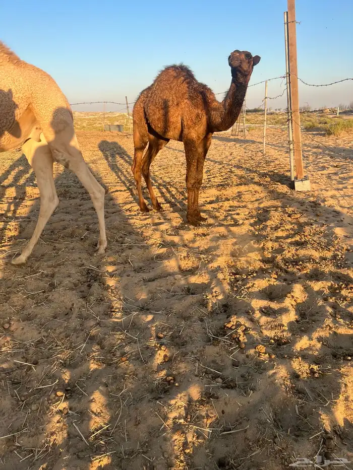 قعدان   حشو   حيران للبيع 1
