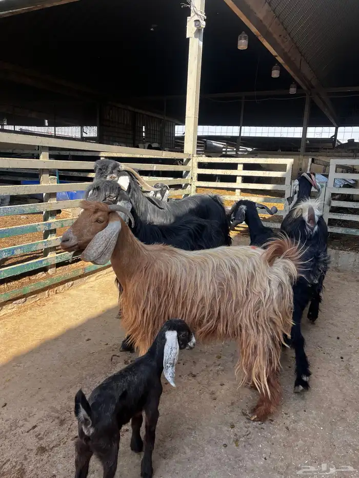 معزا عوارض 1