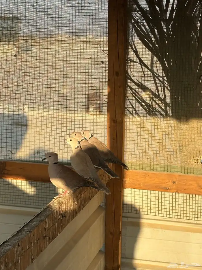 للبيع ياكريم 1