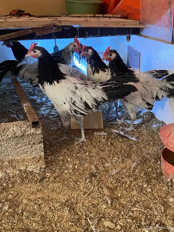 دواجن كلها ديوك زينه لافندر 16