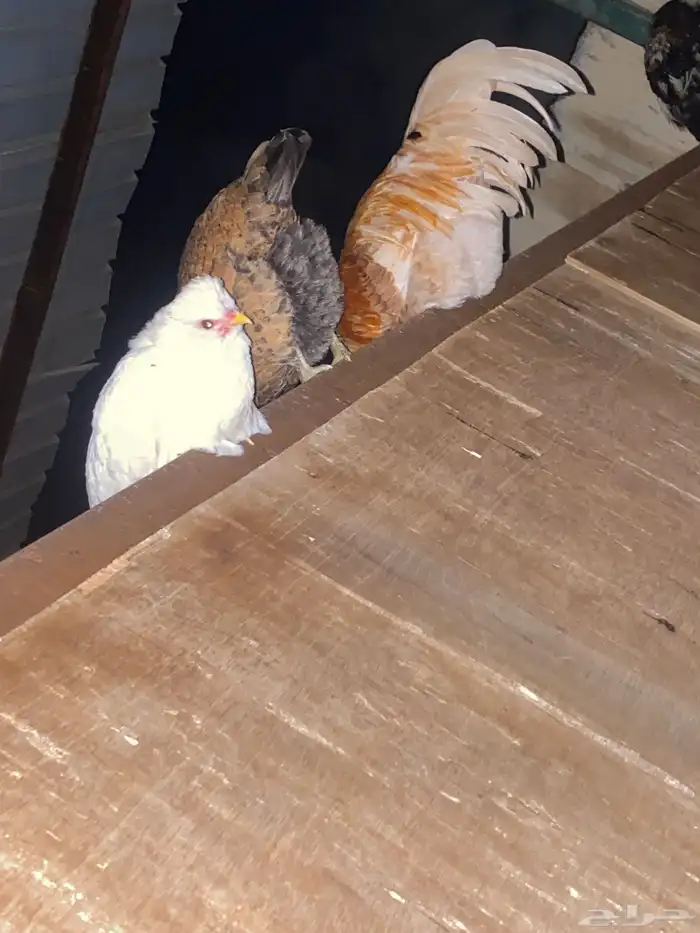 دجاج فارسي للبيع 21