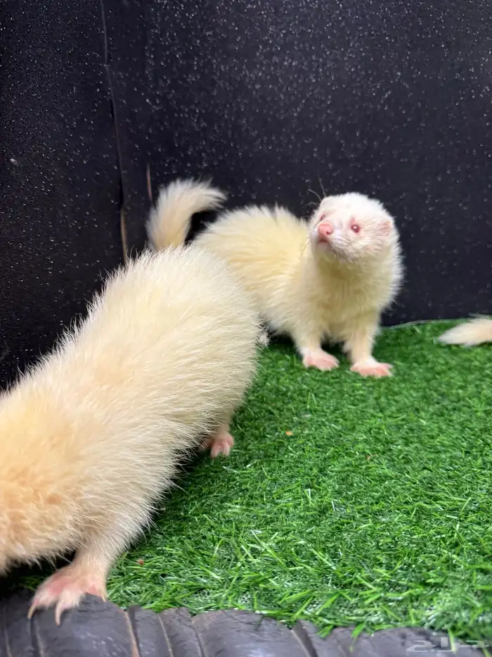 فيرت النمس الأوروبي البينو 0