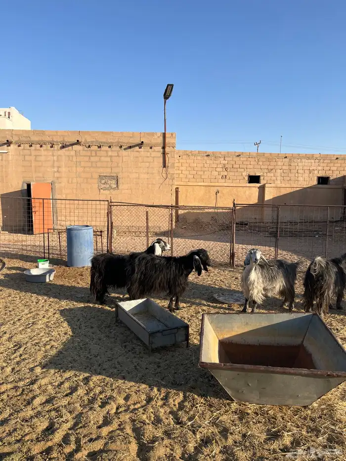 معزا العدد 7 سنونهن تامات ضريعن لهن ثلاث شهور 3