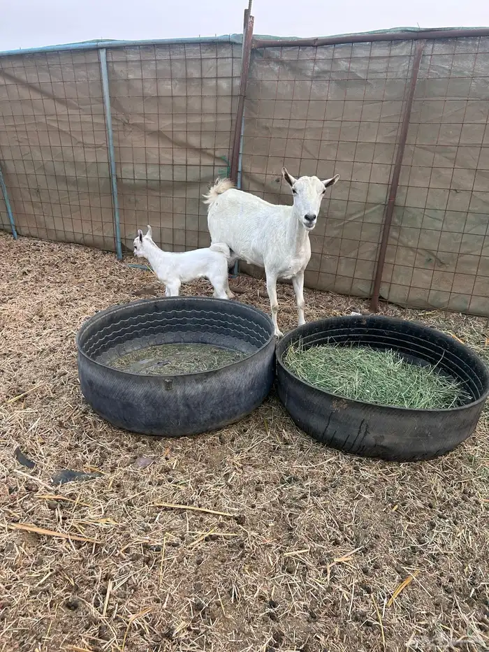 عنز صلالية 1