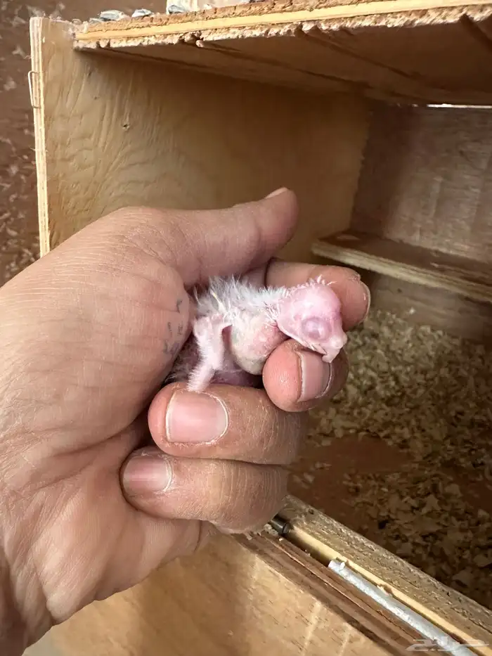 زوج كروان سبلت رسيسف بالفروخ 7