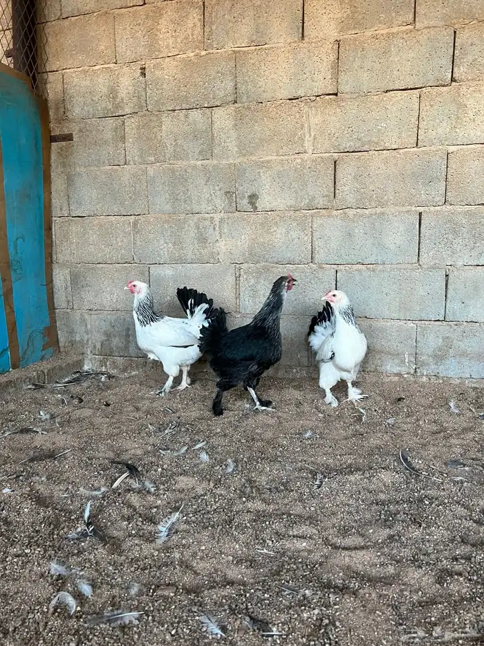 للبيع طقم براهما 2