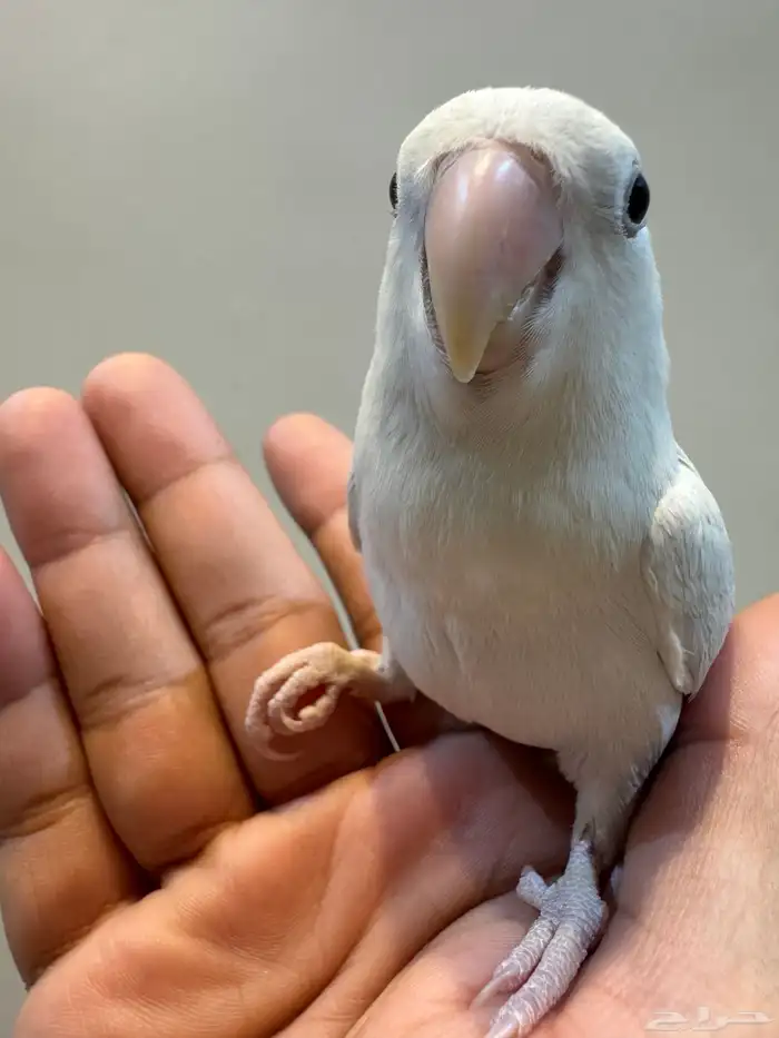 فروخ روز أليفه 10