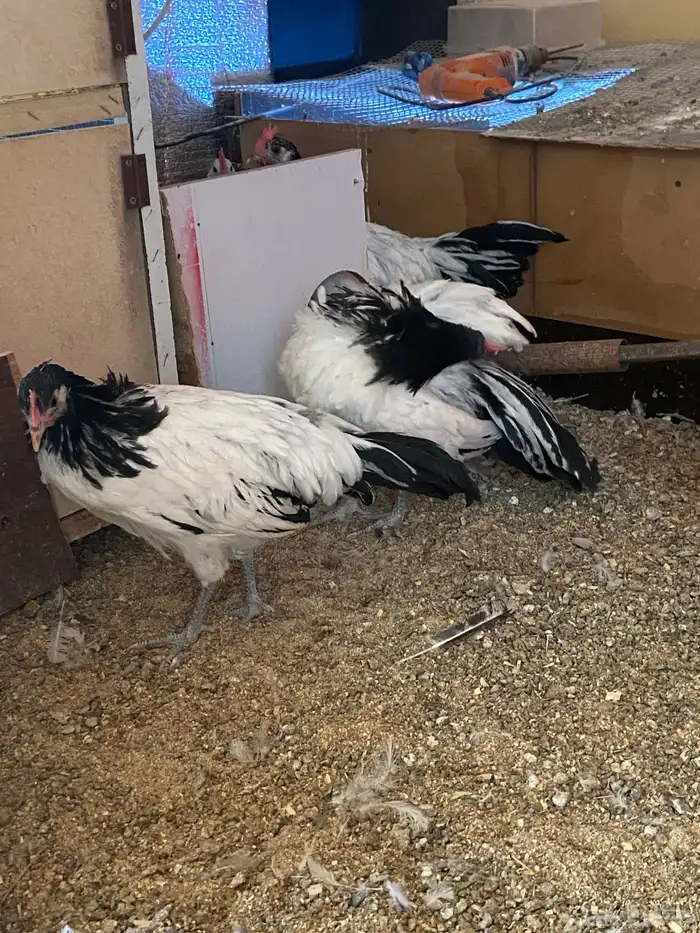 دواجن كلها ديوك زينه لافندر 19